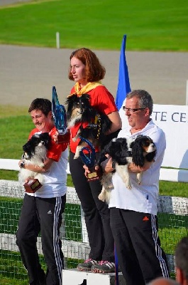 Des mille eclats des tournesol - Diva championne de France  SCC d'Agility 