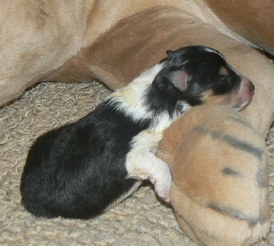 Des mille eclats des tournesol - Photo bébés Hathor