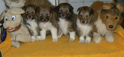 Des mille eclats des tournesol - Photos bébés Lady