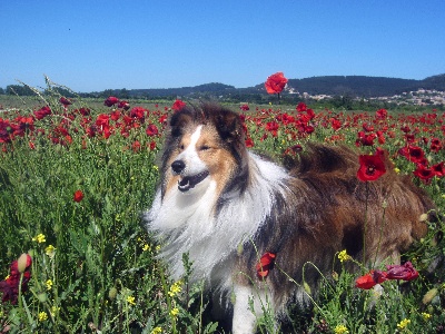 Des mille eclats des tournesol - Chiens visiteurs