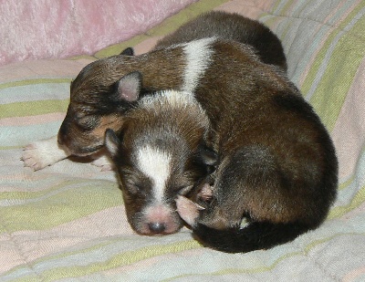 Des mille eclats des tournesol - Chiots Cherryl et Sultan