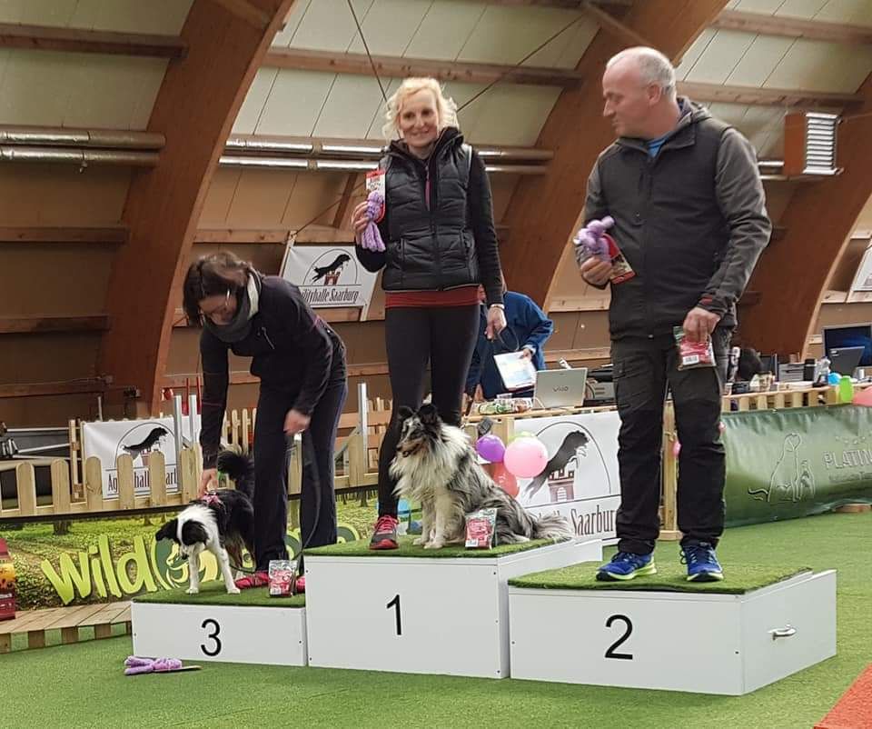 Des mille eclats des tournesol - Bravo a nos stars de l'agility 