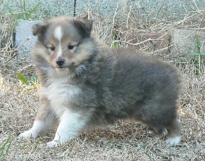 Des mille eclats des tournesol - photos des chiots