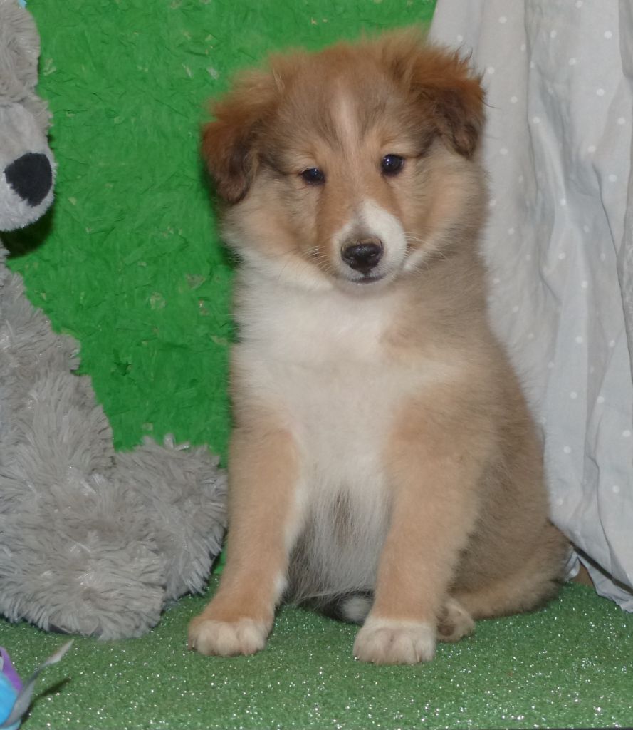 Des mille eclats des tournesol - Chiot disponible  - Shetland Sheepdog