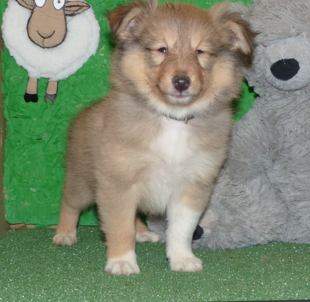 Des mille eclats des tournesol - Chiot disponible  - Shetland Sheepdog