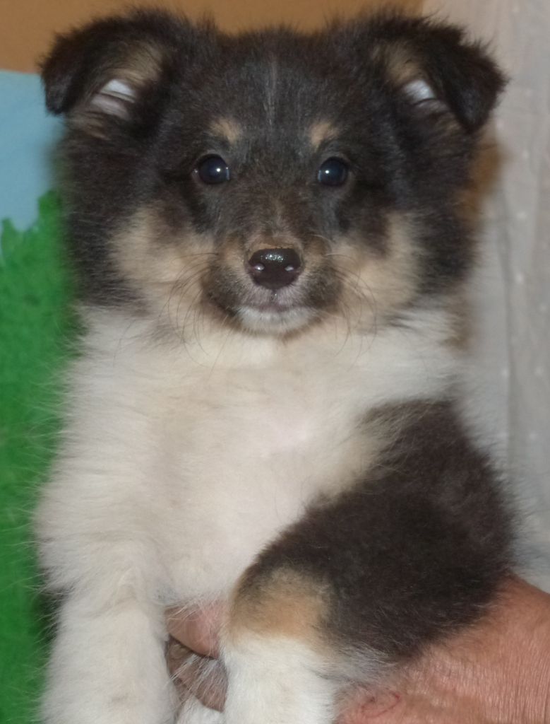 Des mille eclats des tournesol - Chiot disponible  - Shetland Sheepdog