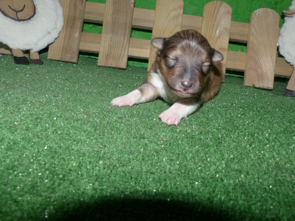 Des mille eclats des tournesol - Chiot disponible  - Shetland Sheepdog