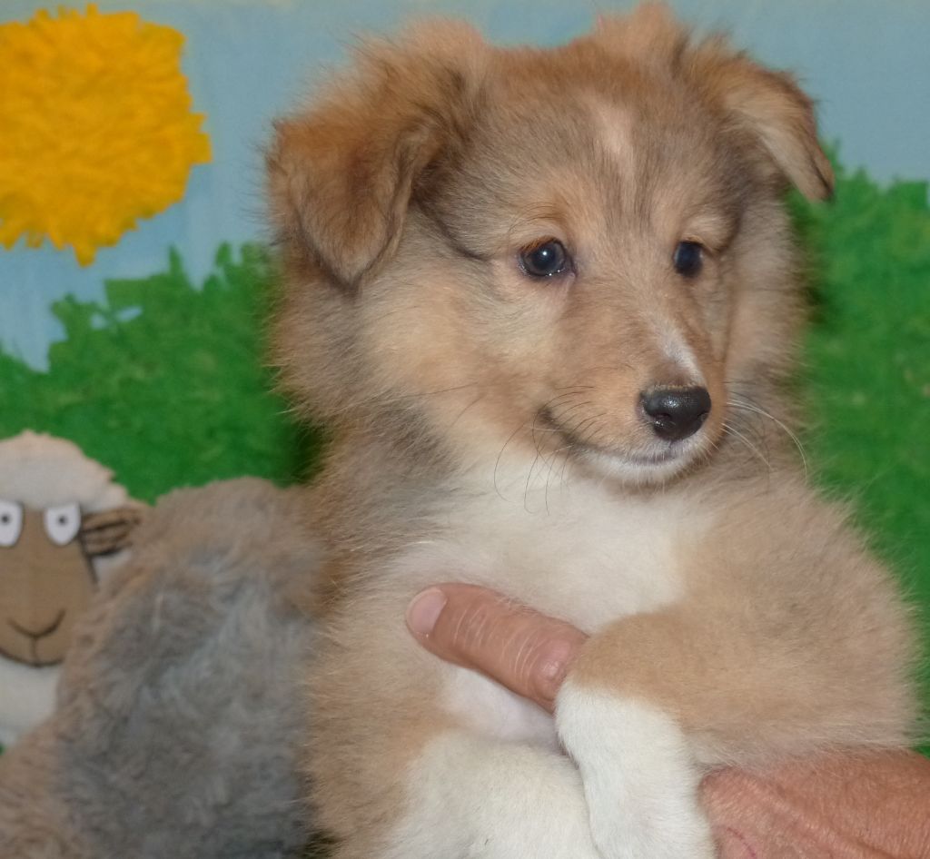 Des mille eclats des tournesol - Chiot disponible  - Shetland Sheepdog