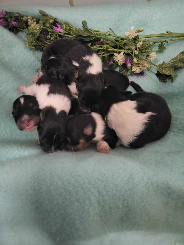 chiot Shetland Sheepdog Des mille eclats des tournesol