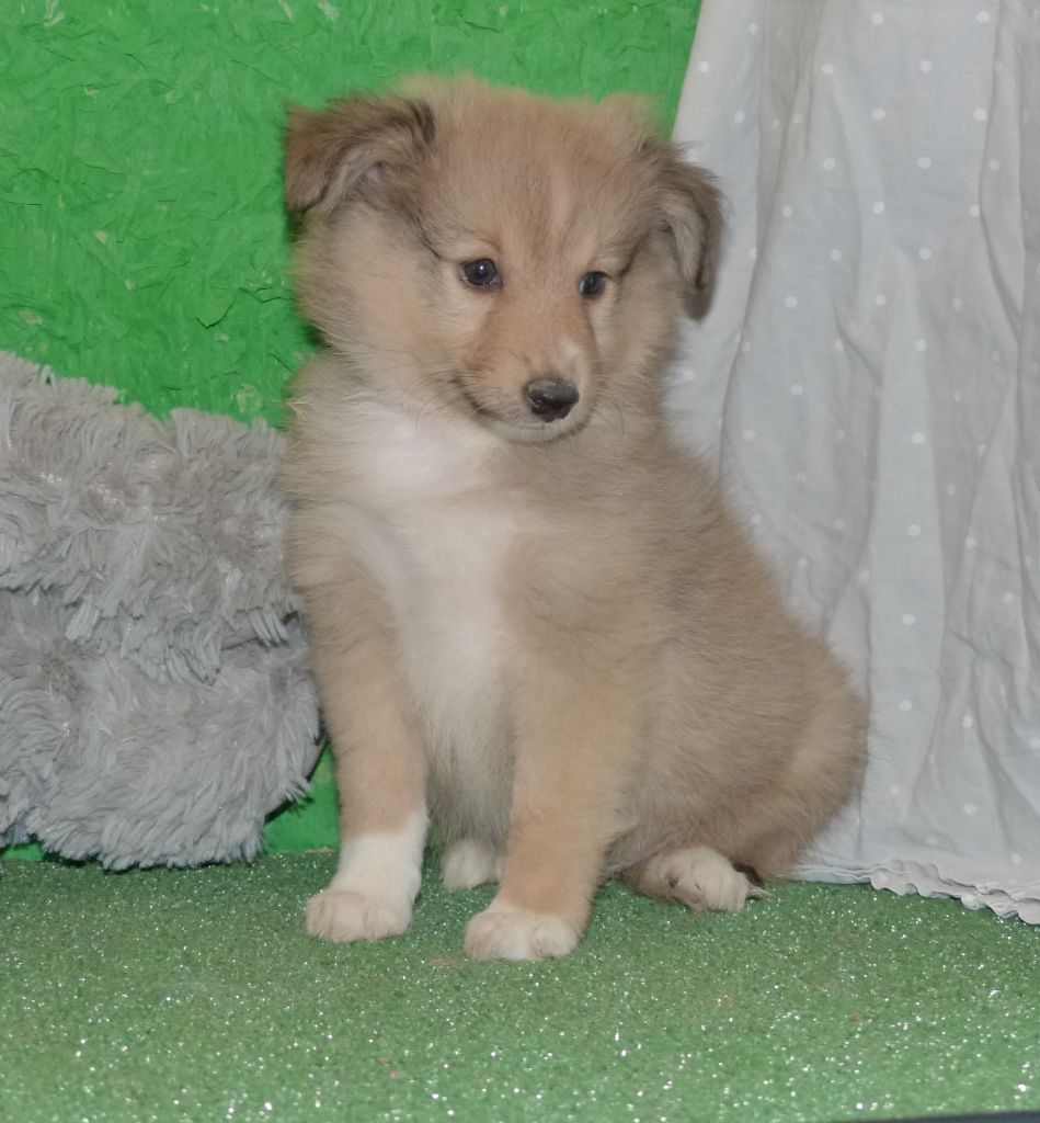 Des mille eclats des tournesol - Chiot disponible  - Shetland Sheepdog