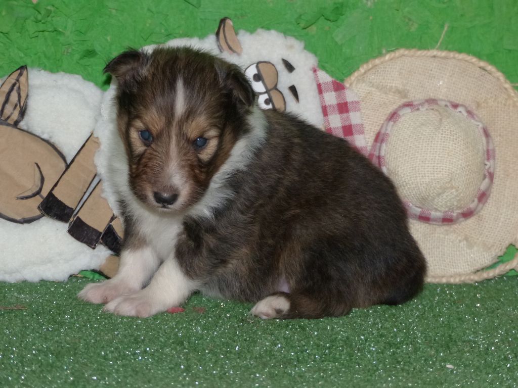 Des mille eclats des tournesol - Chiot disponible  - Shetland Sheepdog