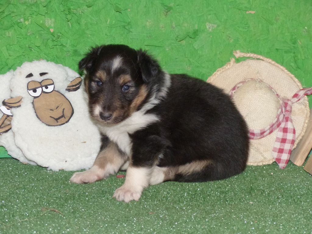 Des mille eclats des tournesol - Chiot disponible  - Shetland Sheepdog