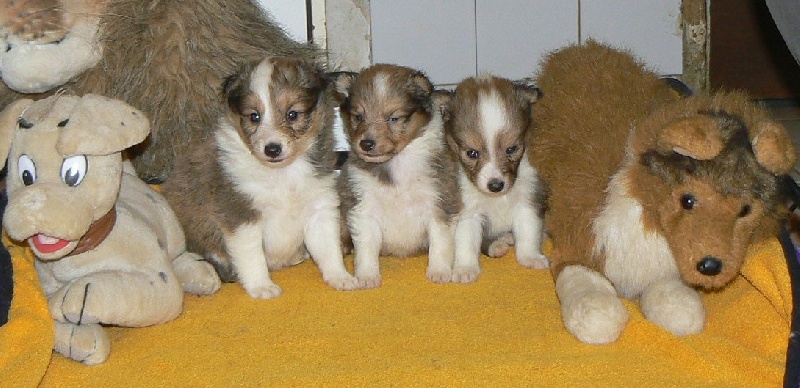 Des mille eclats des tournesol - Shetland Sheepdog - Portée née le 12/10/2013