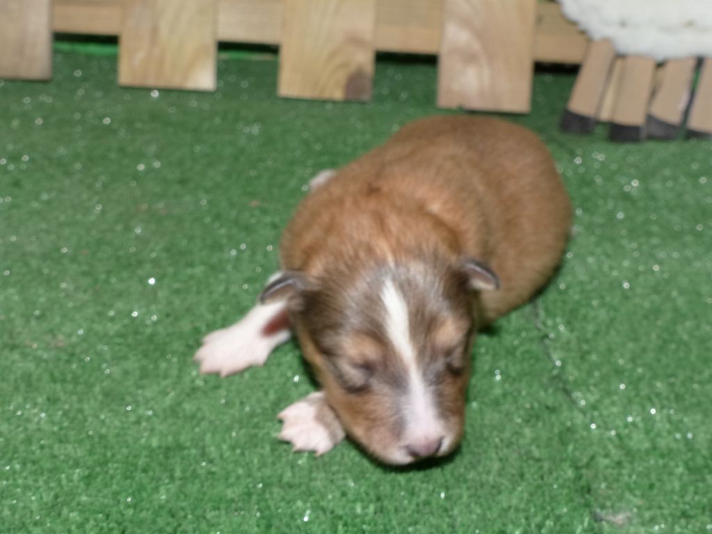 Des mille eclats des tournesol - Chiot disponible  - Shetland Sheepdog