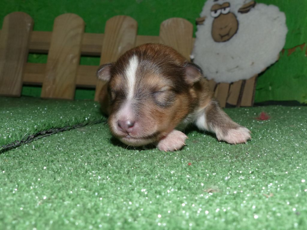 chiot Shetland Sheepdog Des mille eclats des tournesol