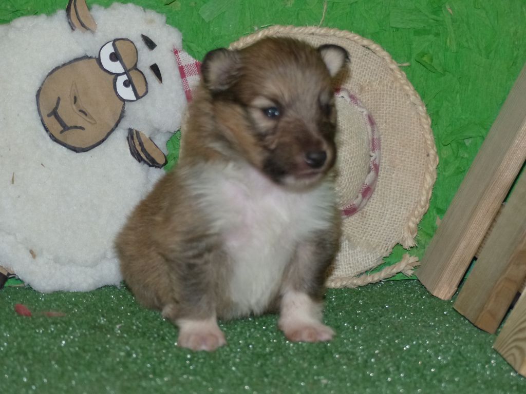 Des mille eclats des tournesol - Chiot disponible  - Shetland Sheepdog