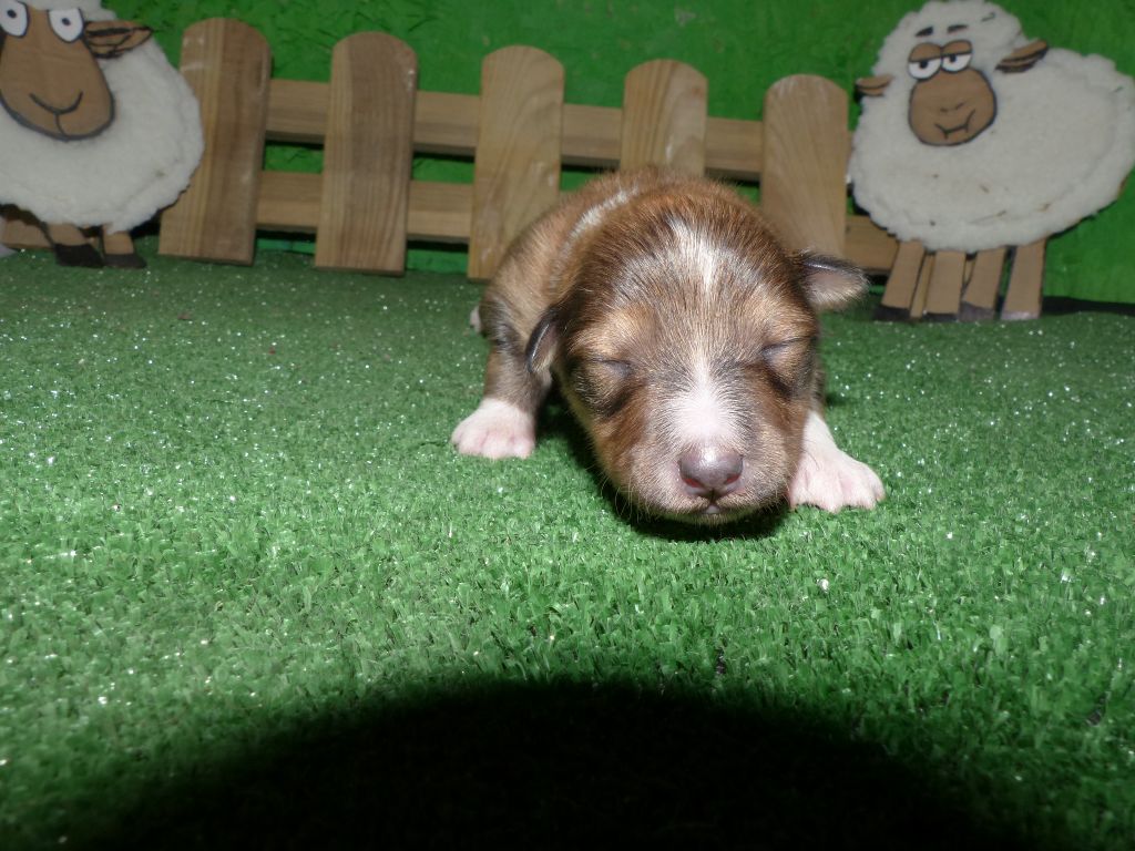 Des mille eclats des tournesol - Chiot disponible  - Shetland Sheepdog