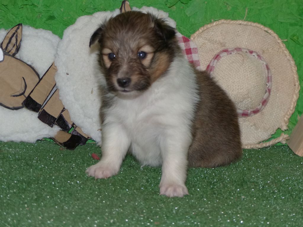 Des mille eclats des tournesol - Chiot disponible  - Shetland Sheepdog