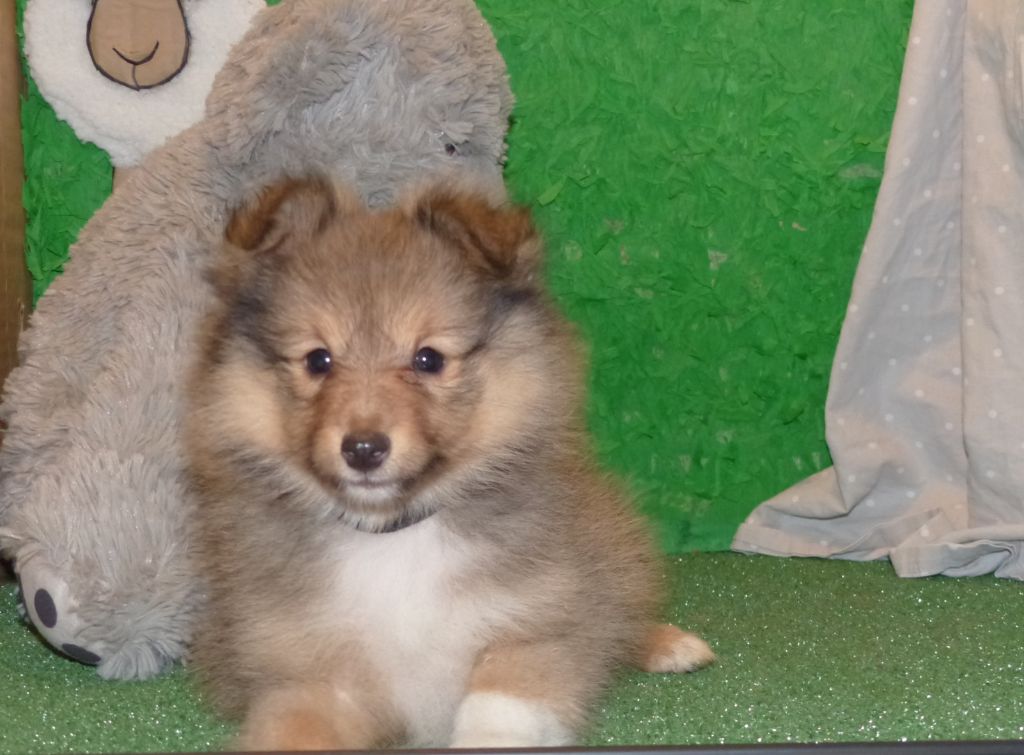 chiot Shetland Sheepdog Des mille eclats des tournesol