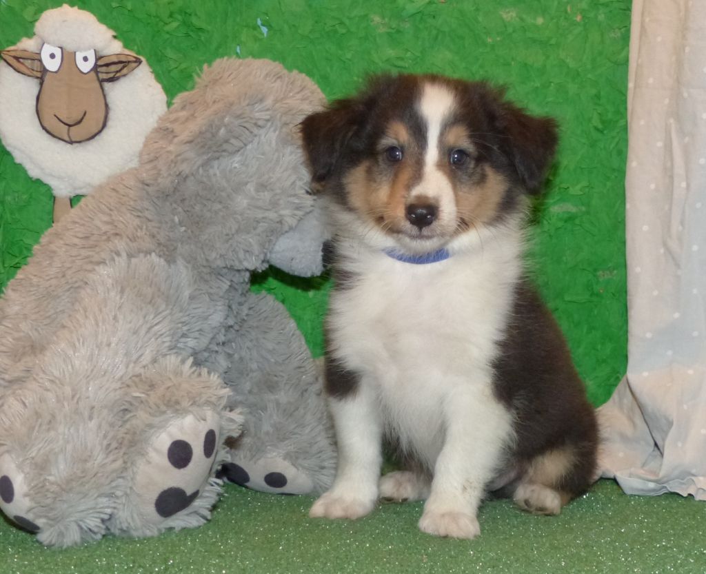 Des mille eclats des tournesol - Chiot disponible  - Shetland Sheepdog