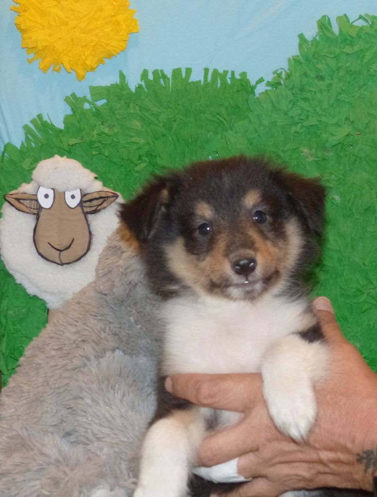 Des mille eclats des tournesol - Chiot disponible  - Shetland Sheepdog