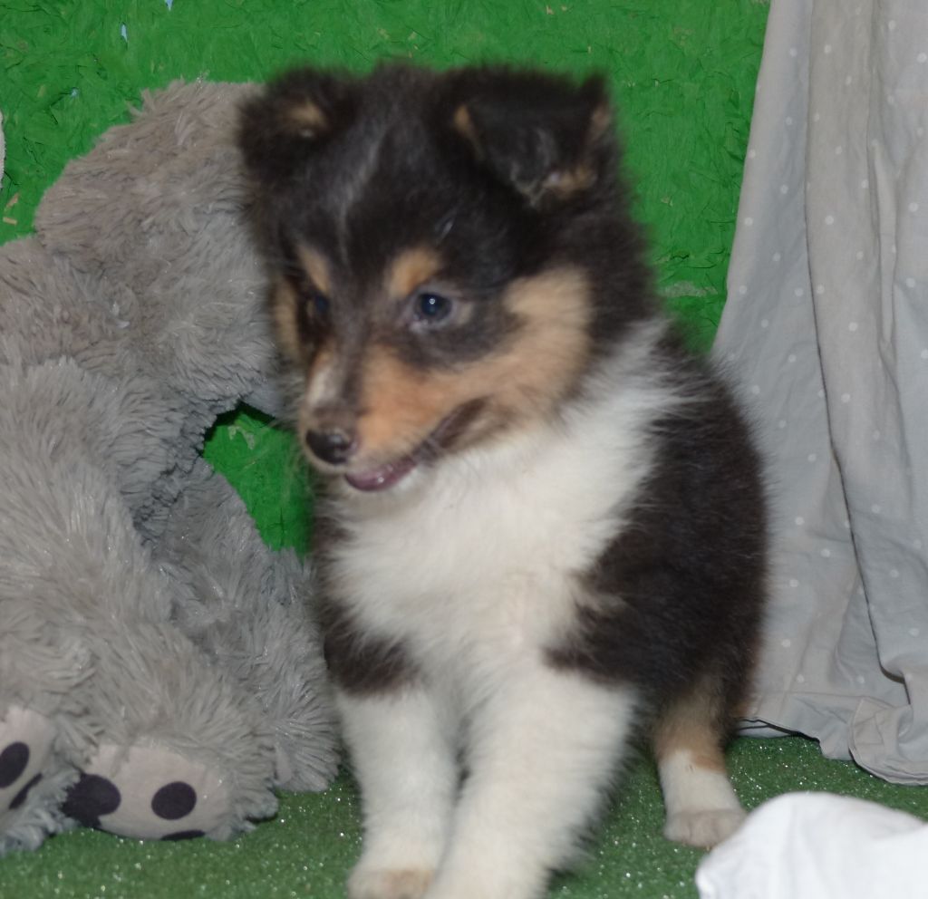 chiot Shetland Sheepdog Des mille eclats des tournesol