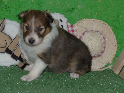 Des mille eclats des tournesol - Shetland Sheepdog - Portée née le 12/01/2025