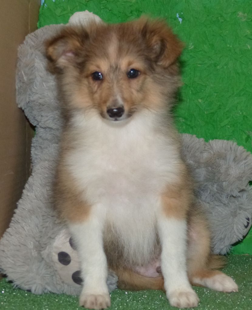 Des mille eclats des tournesol - Chiot disponible  - Shetland Sheepdog