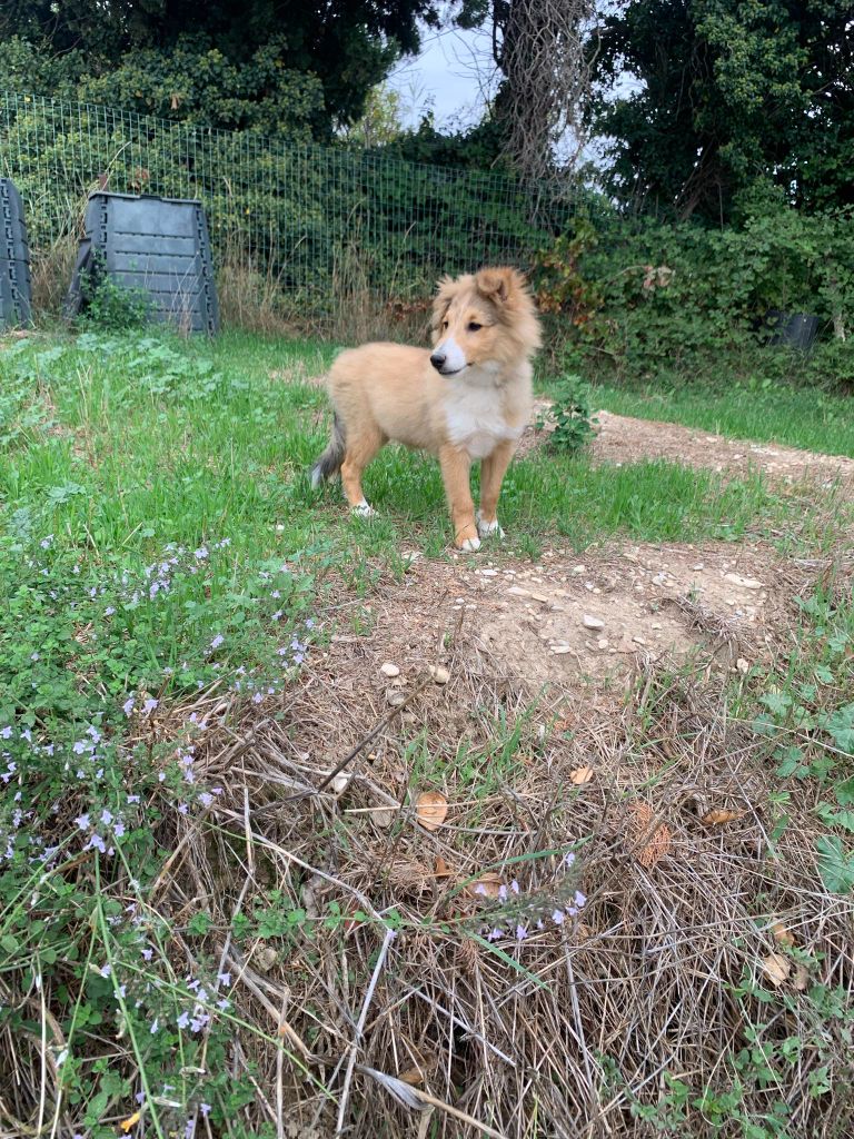 Des mille eclats des tournesol - Chiot disponible  - Shetland Sheepdog