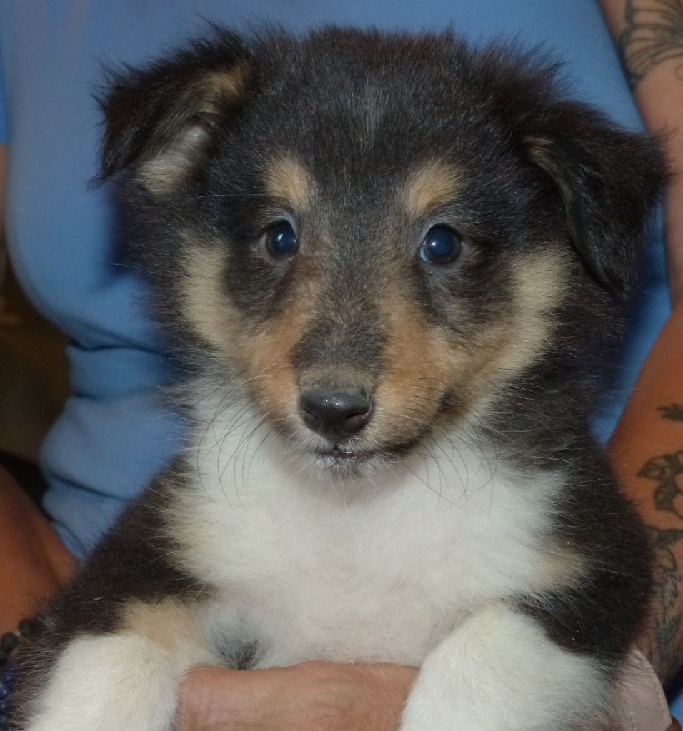 Des mille eclats des tournesol - Chiot disponible  - Shetland Sheepdog