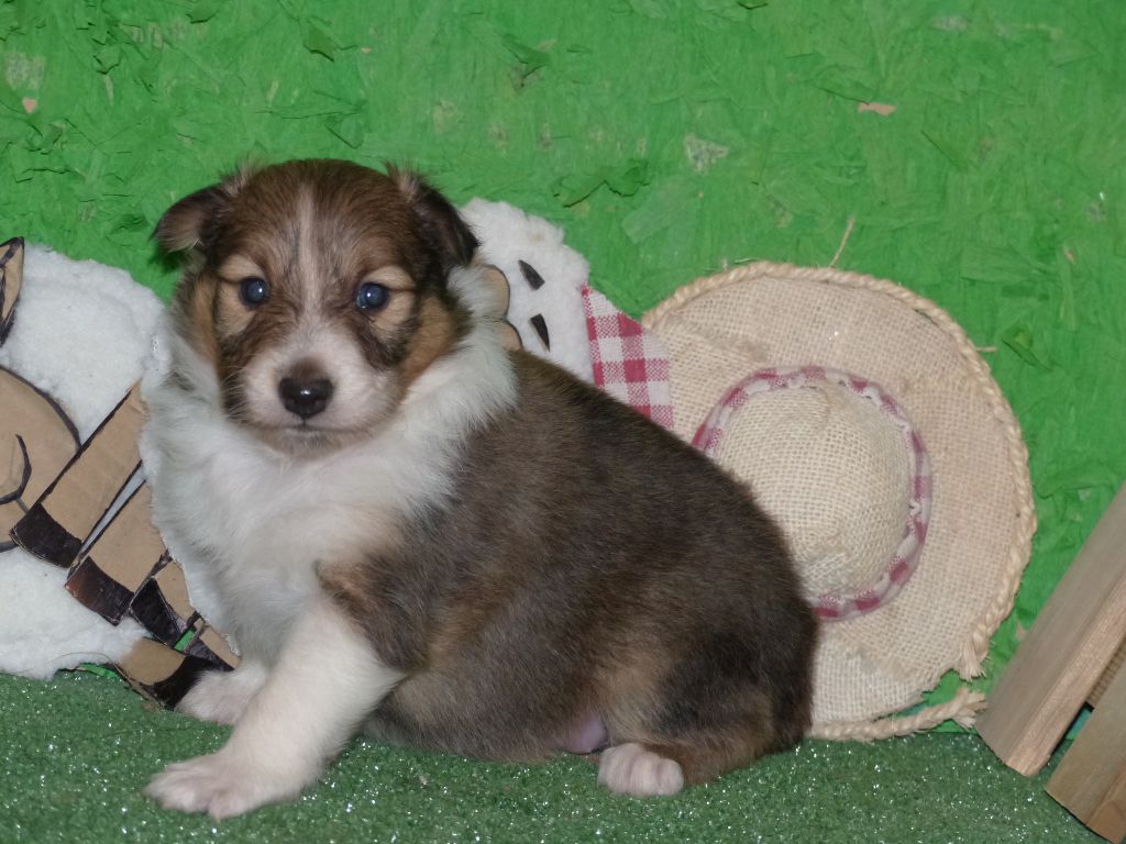 Des mille eclats des tournesol - Chiot disponible  - Shetland Sheepdog