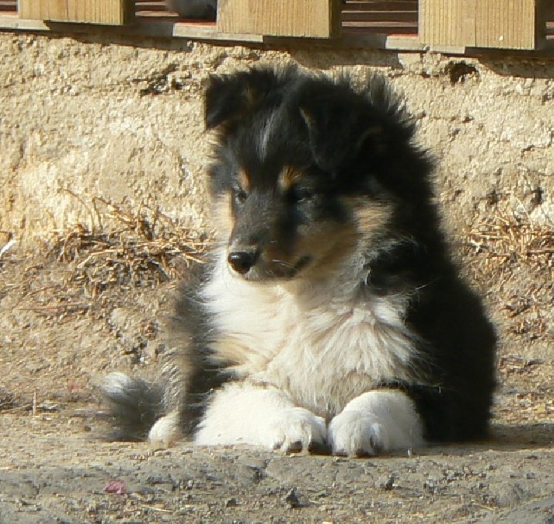 Des mille eclats des tournesol - Shetland Sheepdog - Portée née le 12/05/2013