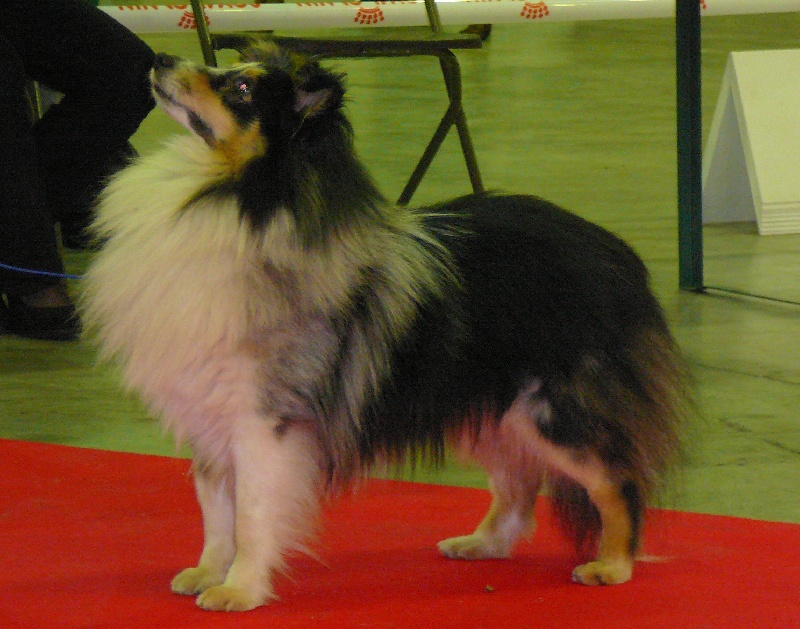 Valeureux chevalier Des mille eclats des tournesol