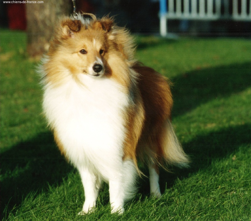 CH. Shetling little king Des mille eclats des tournesol