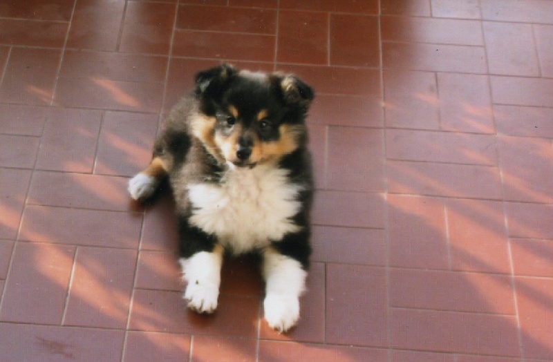 Benji black Des mille eclats des tournesol