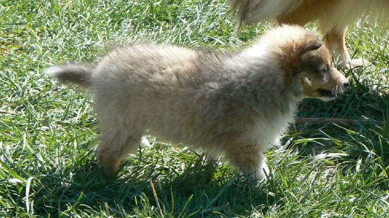 Clovis little king Des mille eclats des tournesol