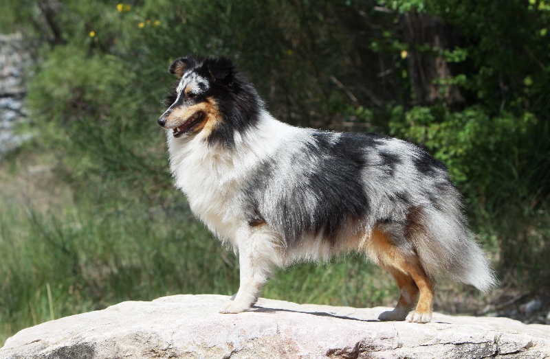 Proud to be blue Di selvaspina