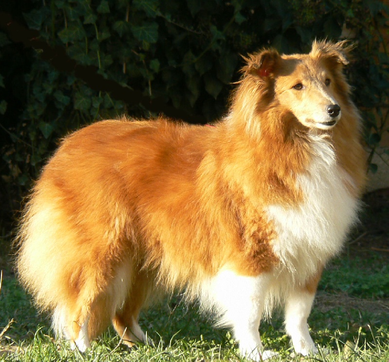 Good golly miss molly Di selvaspina