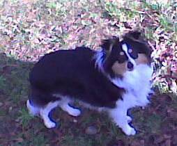 Emmy black princess Des mille eclats des tournesol