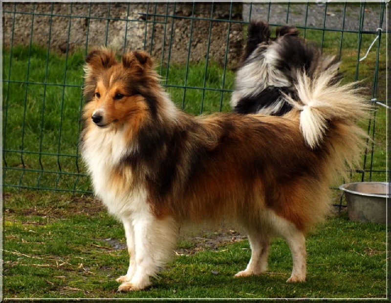 Geoy golden countess Des mille eclats des tournesol