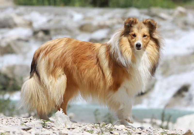 French lady Des mille eclats des tournesol