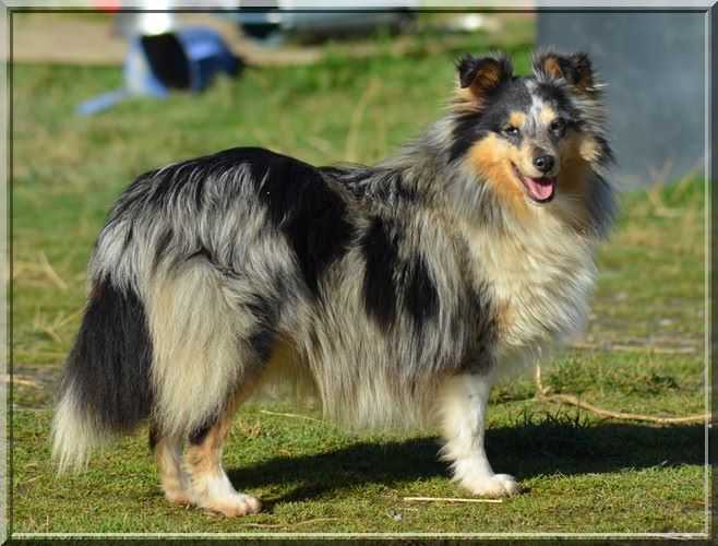 Halinka blue belle Des mille eclats des tournesol