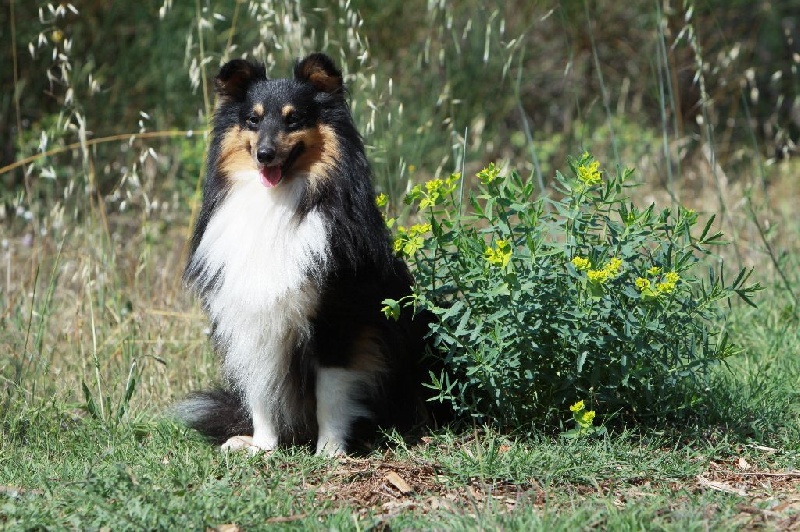 D'artagnan le chevalier Des mille eclats des tournesol