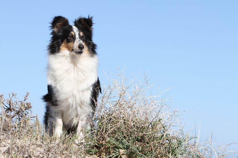 Diana ross my princess Des mille eclats des tournesol