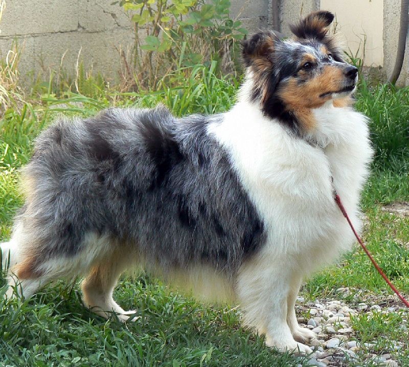 Duchesse of love Des mille eclats des tournesol