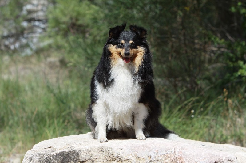 Eleanore royale princess Des mille eclats des tournesol