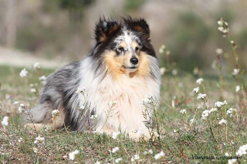 Elvis presley the king Des mille eclats des tournesol