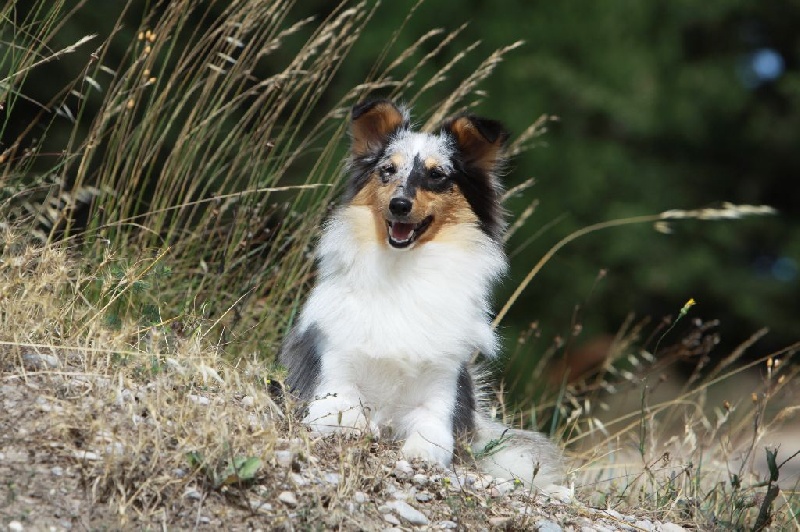 Famous princess saphir Des mille eclats des tournesol