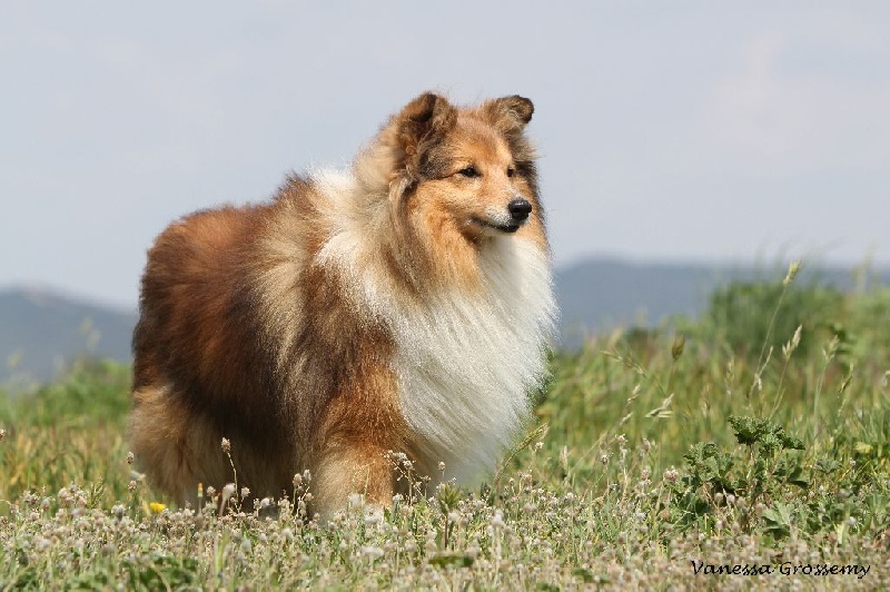 CH. Divin duel for gold freebe Des mille eclats des tournesol