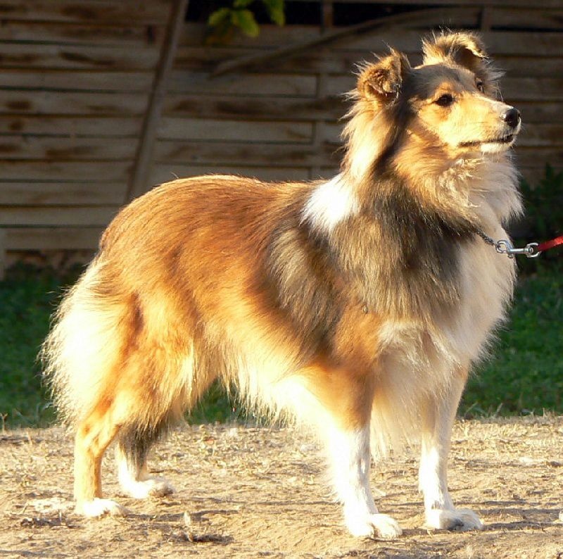 Flirt secret d'une impératrice Des mille eclats des tournesol